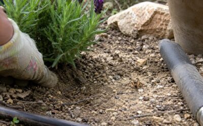 Mordu par une araignée violoniste en jardinant, un homme échappe de peu à l’amputation