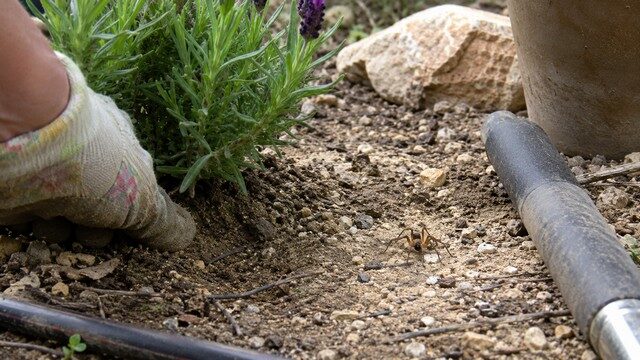 araignée violoniste dans un jardin