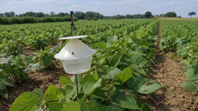Piège à insectes dans champ agricole Piège à insectes dans champ agricole