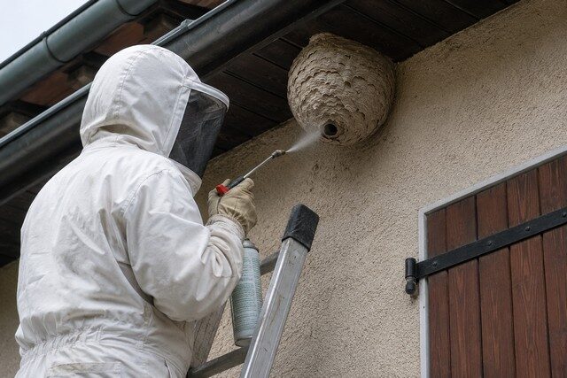 Technicien spécialisé intervenant sur un nid de frelons sous la toiture d’une maison en France