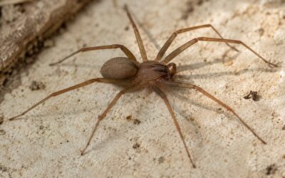 Recluse du Chili : cette araignée au venin redouté observée pour la première fois en Europe