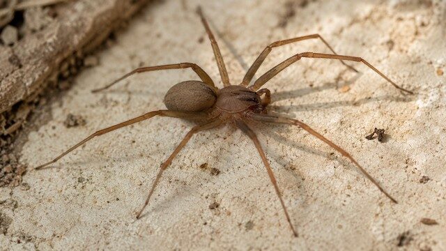 araignée recluse brune