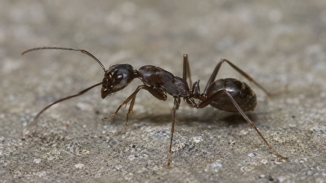 fourmis Tapinoma magnum,