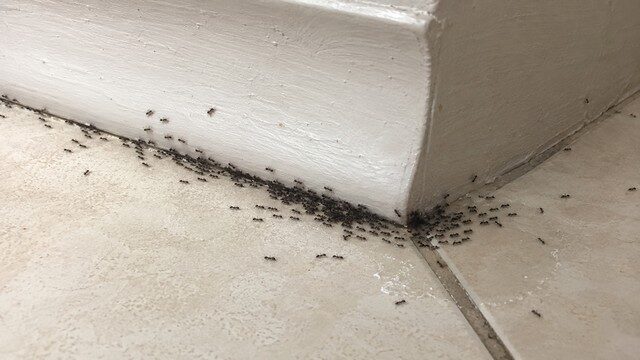 infestation fourmis Tapinoma magnum,