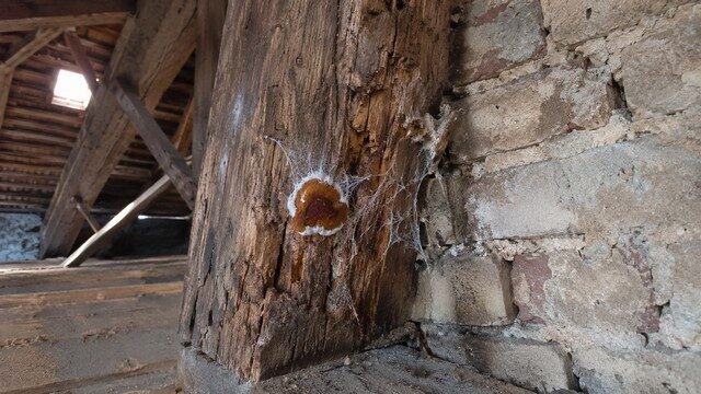 mérule sur une poutre proche du mur