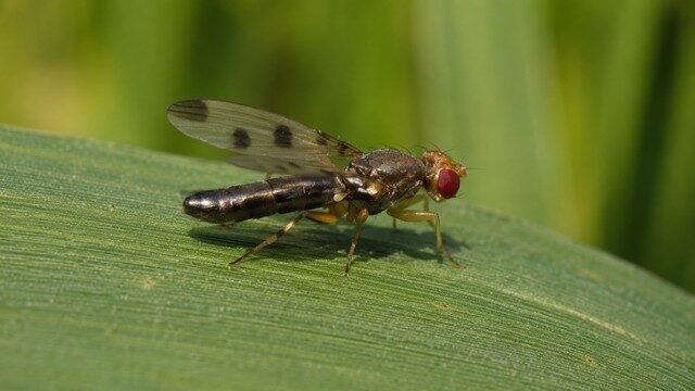 mouche géomyza sur une feuille de maïs mouche géomyza sur une feuille de maïs