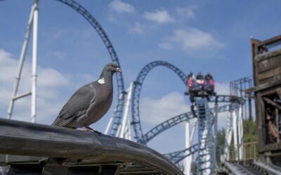 Pas-de-Calais : un pigeon bloque un manège et immobilise des visiteurs à dix mètres du sol