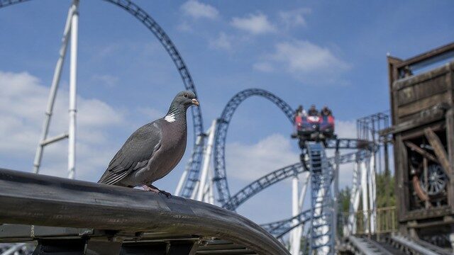 pigeon sur une manège pigeon sur une manège