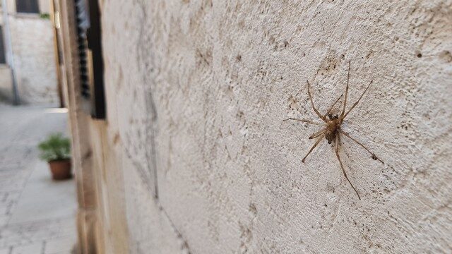 une araignée recluse brune une araignée recluse brune
