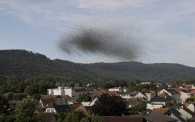 Bruyères : un immense nuage de fourmis volantes mobilise les pompiers près de l’Avison