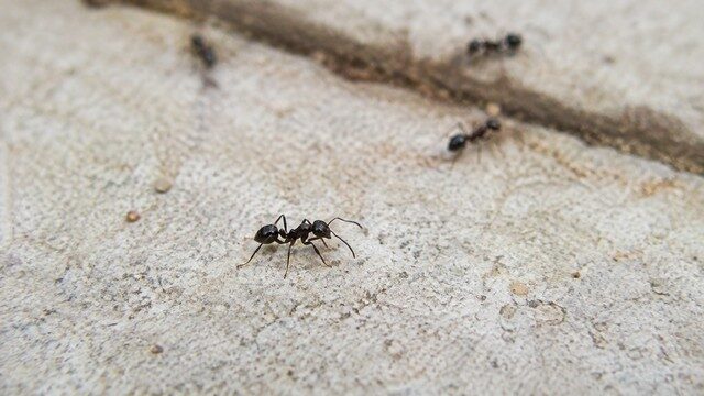 Les insectes circulent dans les espaces extérieurs