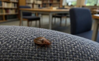 Aix-en-Provence : des punaises de lit à la bibliothèque de la Halle aux Grains, l’établissement fermé