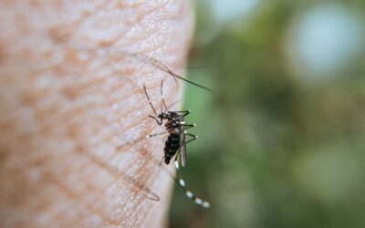 Marseille : un cas autochtone de dengue dans le 12e, une première en Paca en 2026