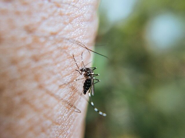 autochtone de dengue dans le 12e