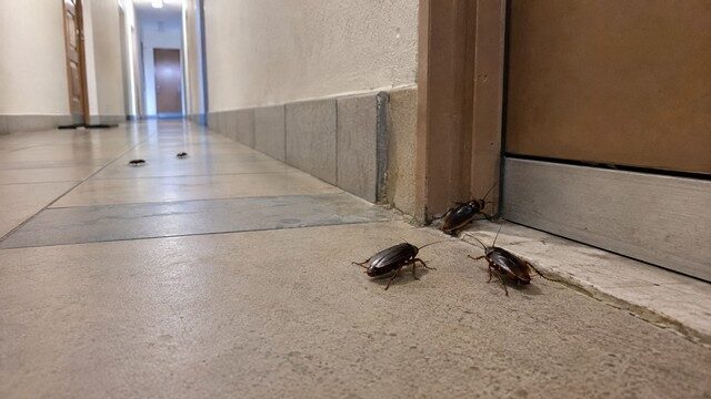 cafards dans le couloir cafards dans le couloir