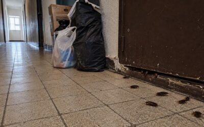 « J’ai inhalé un cafard » : des Niçois vivent un calvaire dans un immeuble touché par le syndrome de Diogène