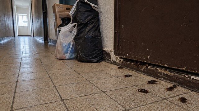 cafards envahissent un immeuble depuis plusieurs années à Nice cafards envahissent un immeuble depuis plusieurs années à Nice