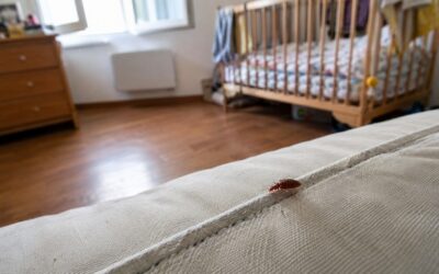« Mon bébé en souffre le plus » : à Nantes, des punaises de lit bouleversent le quotidien d’une famille