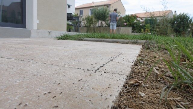 invasion de fourmis en Ardèche