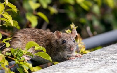Rats à Andouillé : « On ne peut plus dormir les fenêtres ouvertes », le quotidien perturbé d’un couple en Mayenne
