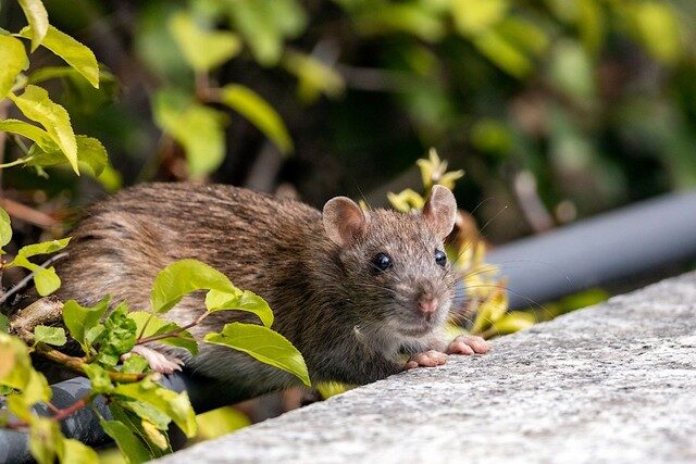 invasion de rats à Andouillé