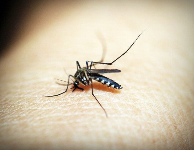 piqûres moustique tigre piqûres moustique tigre
