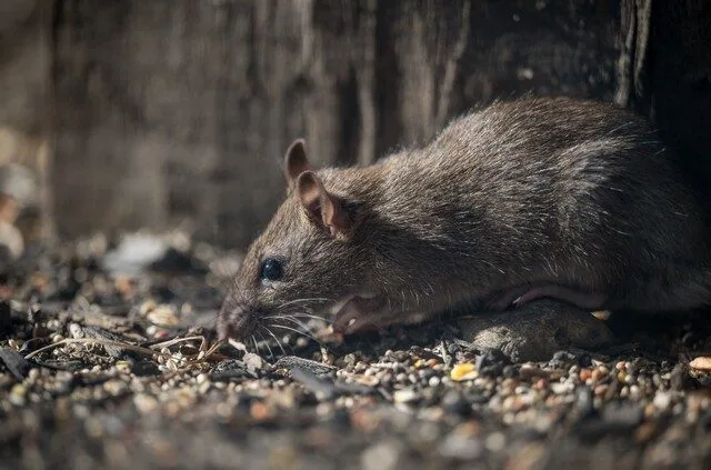 présence de rats à Nîmes présence de rats à Nîmes