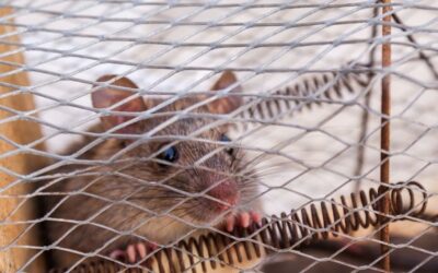 Nîmes : « En 50 ans, je n’ai jamais vu autant de rats », les habitants du Chemin-Bas d’Avignon excédés