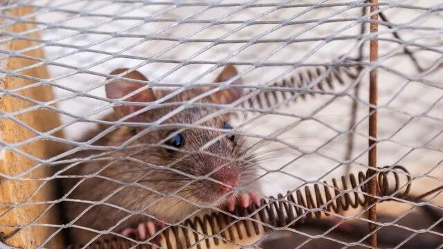 rats à Nîmes