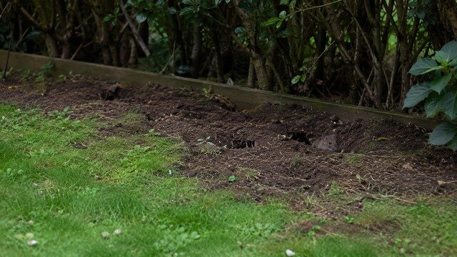traces et galerie de rat dans un jardin traces et galerie de rat dans un jardin