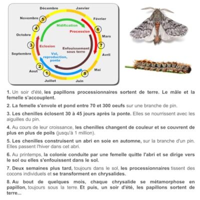 SOLUPHERO - Kit Piège Entonnoir Funnel Trap + phéromone Longue durée Contre la Chenille de la processionnaire du pin - Efficace 6 Mois (200 Jours) - Lutte Biologique - A Installer de Juin à Septembre